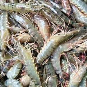 Raw Head – On / Shell – On Black Tiger Shrimp - Ảnh 2